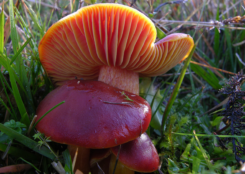 Malga Brigolina parte 1.Hygrocybe punicea.